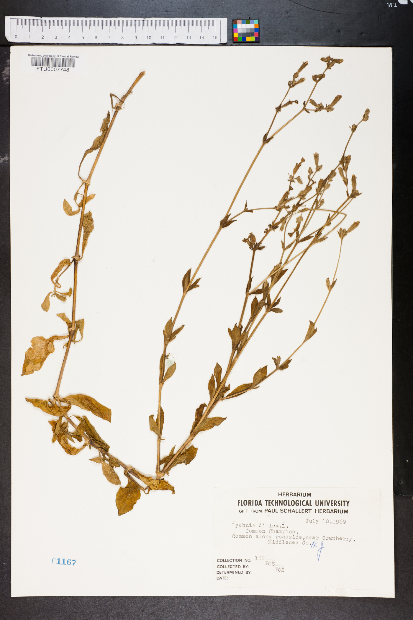 Silene dioica image