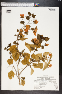 Bougainvillea buttiana image