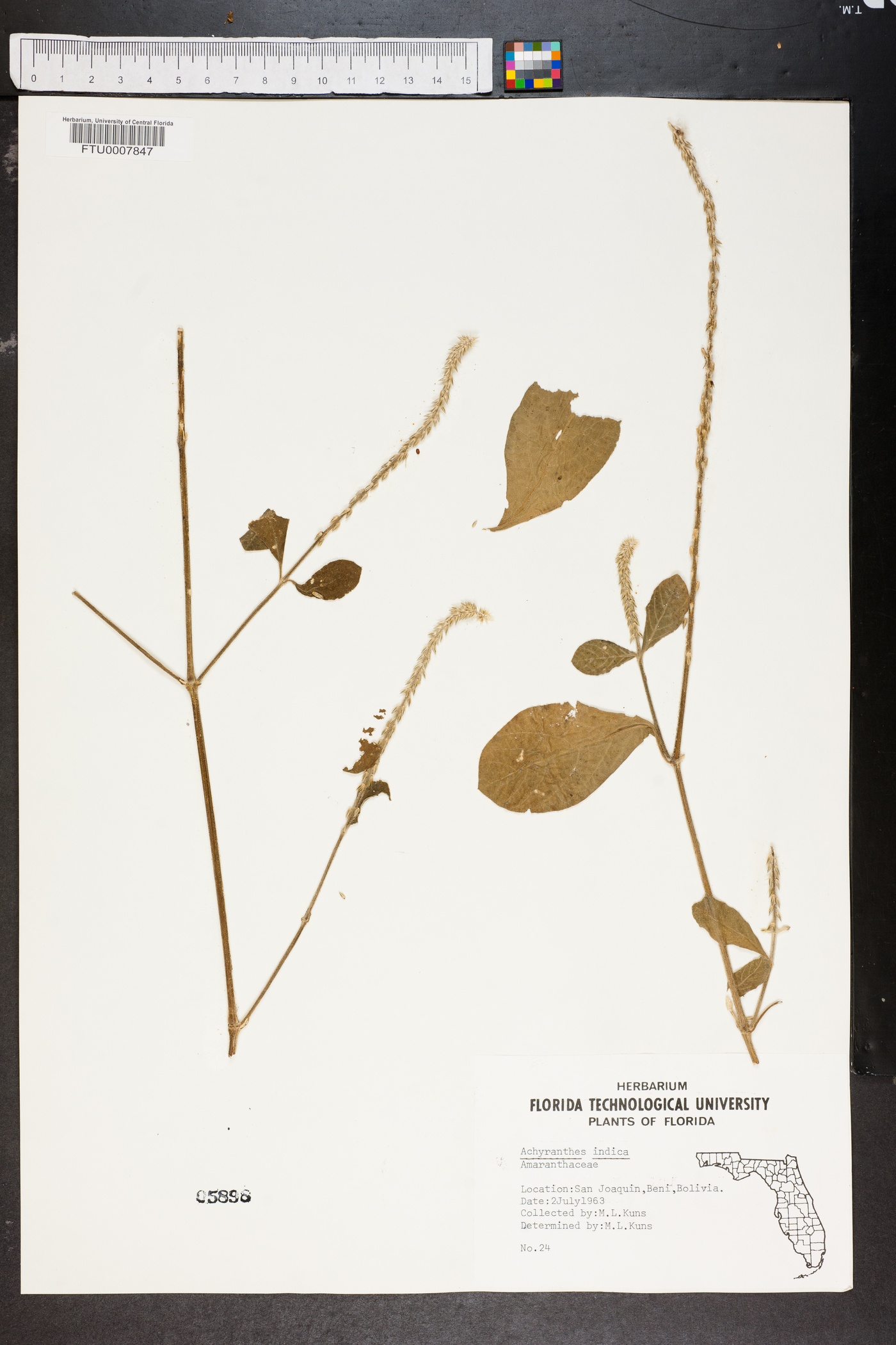 Achyranthes indica image