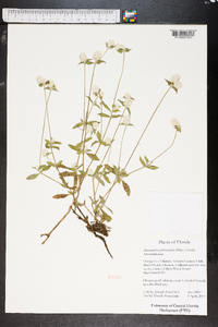 Alternanthera philoxeroides image