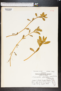 Alternanthera philoxeroides image