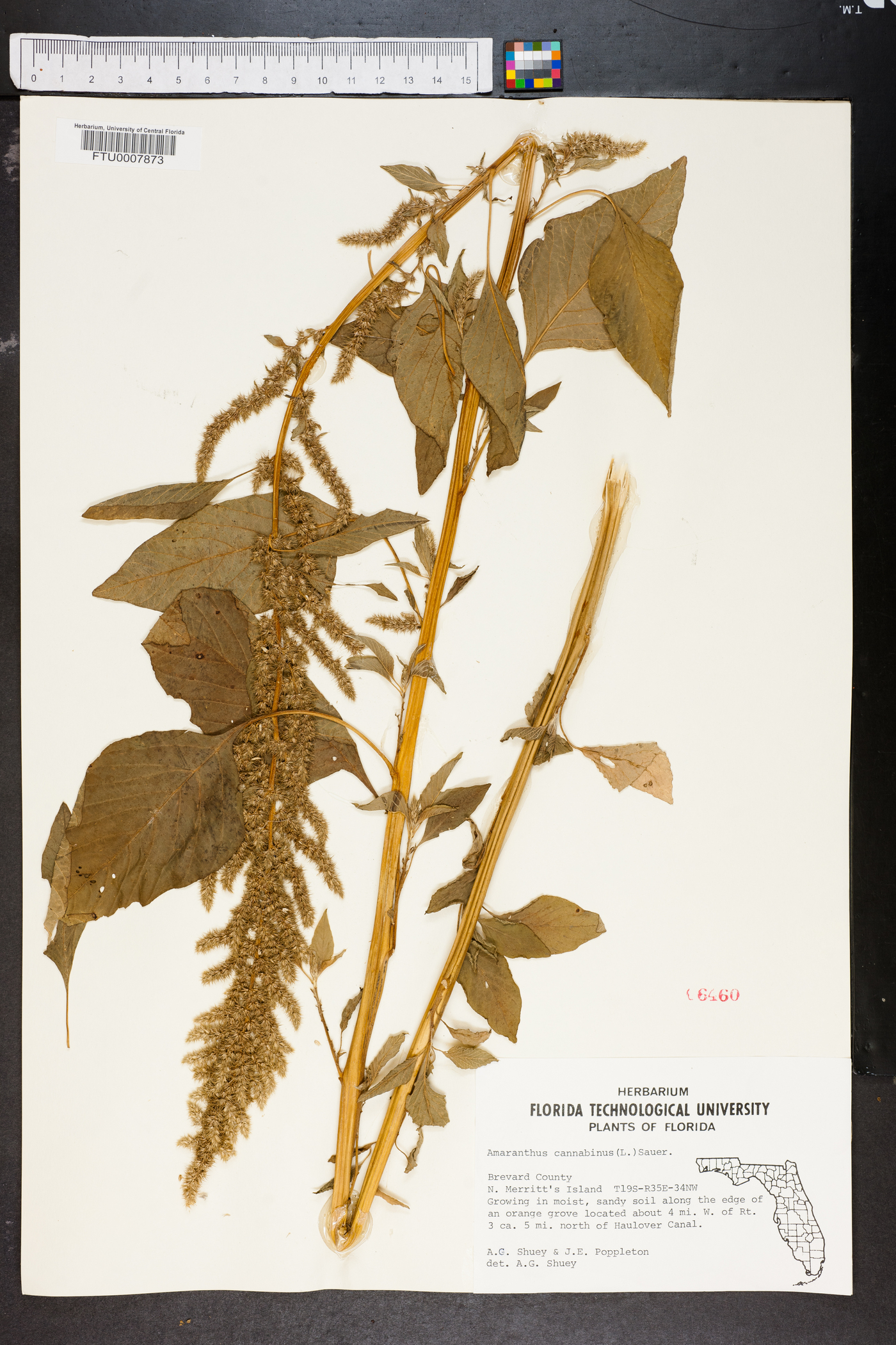 Amaranthus cannabinus image