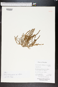 Sarcocornia natalensis image