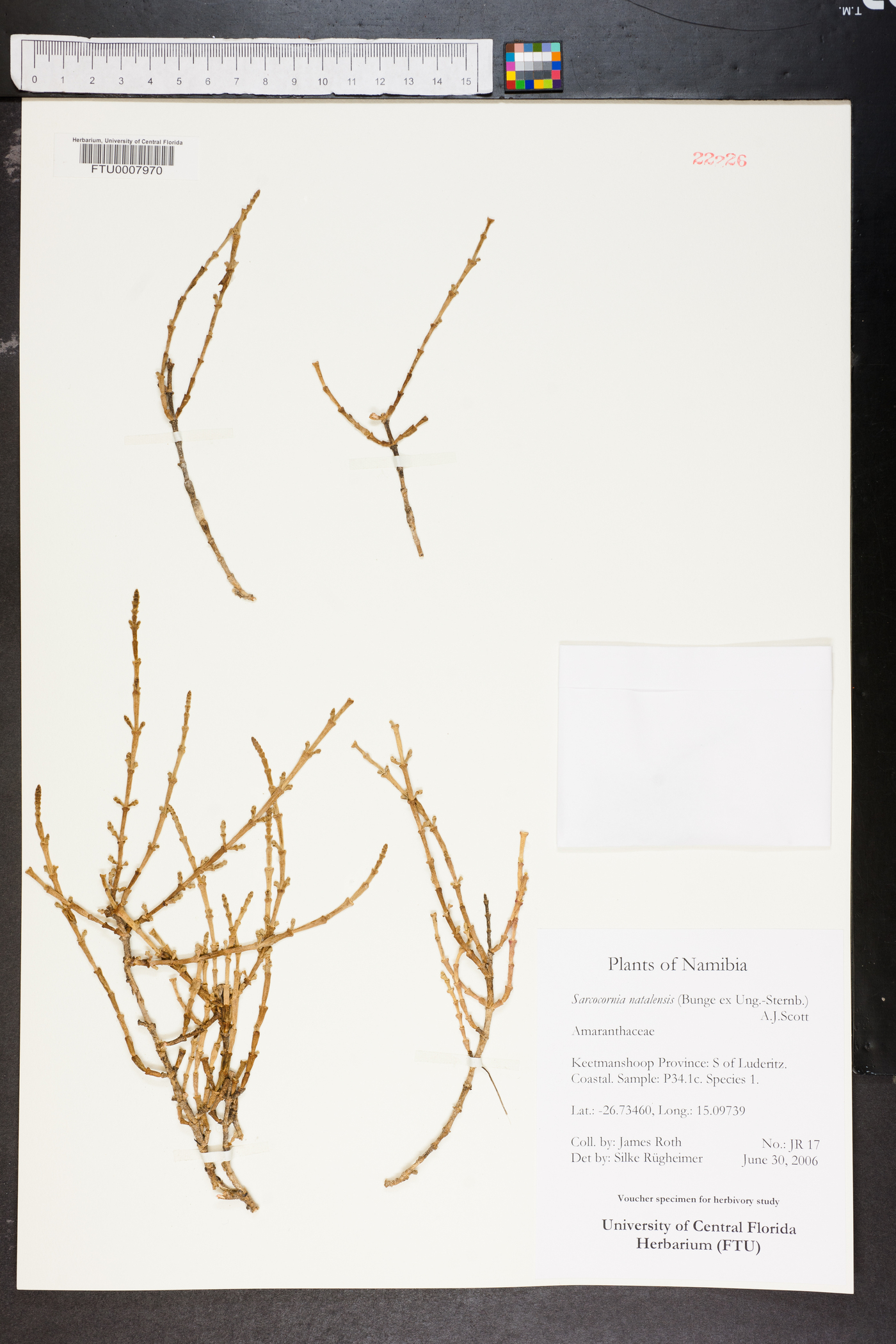 Sarcocornia natalensis image