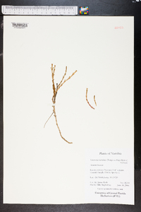 Sarcocornia natalensis image