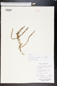 Sarcocornia natalensis image