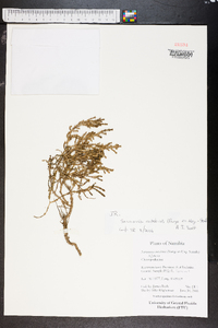 Sarcocornia natalensis image