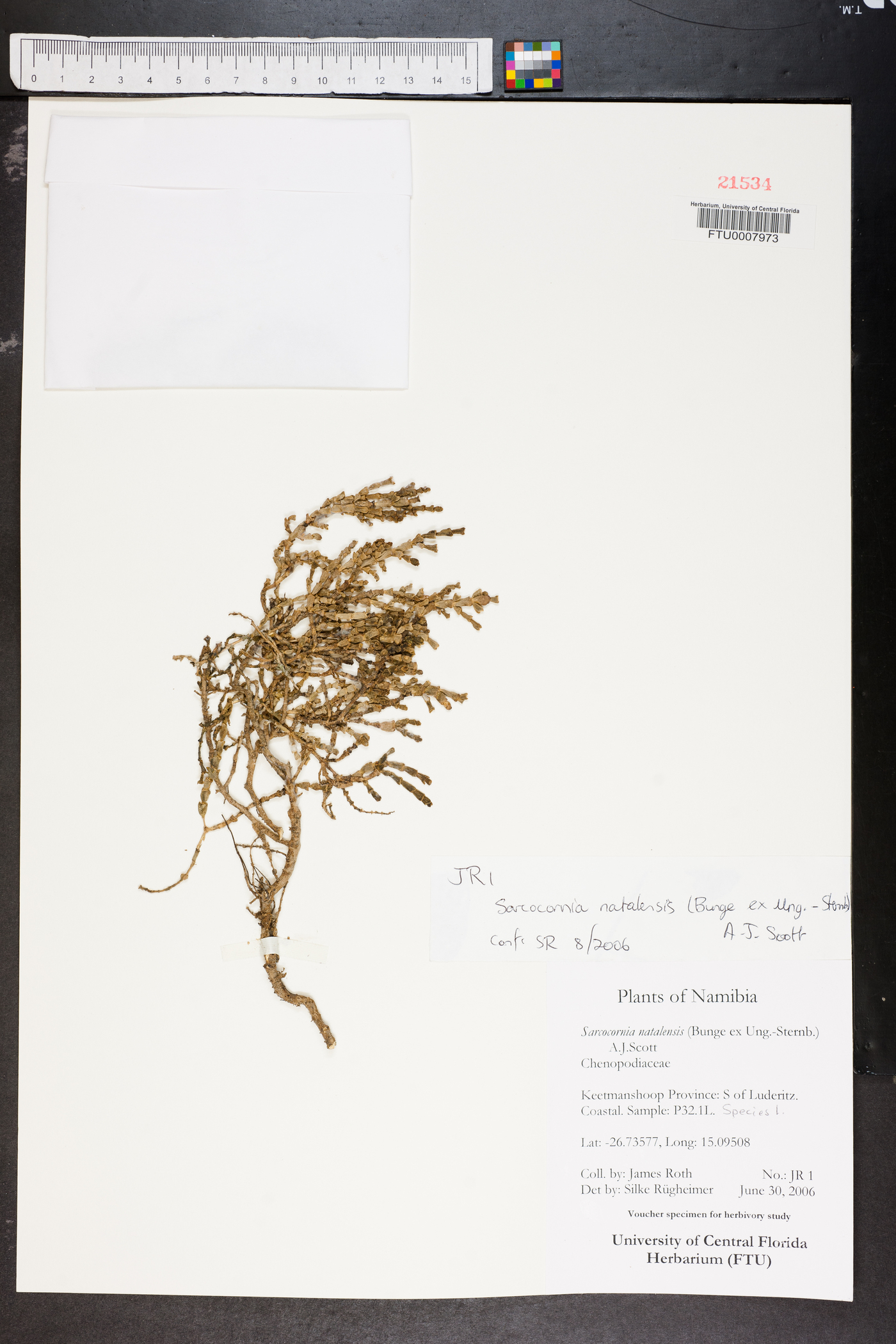 Sarcocornia natalensis image
