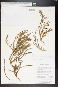 Sarcocornia natalensis image