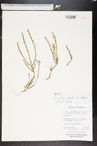 Sarcocornia natalensis image
