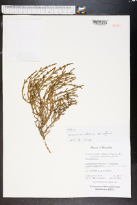 Sarcocornia natalensis image