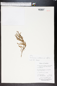Sarcocornia natalensis image