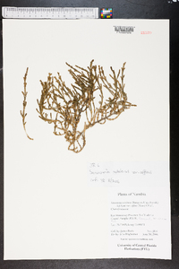 Sarcocornia natalensis image