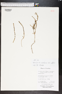 Sarcocornia natalensis image