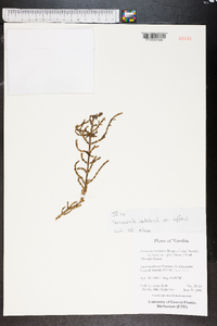 Sarcocornia natalensis image