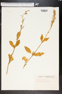 Iresine flavescens image