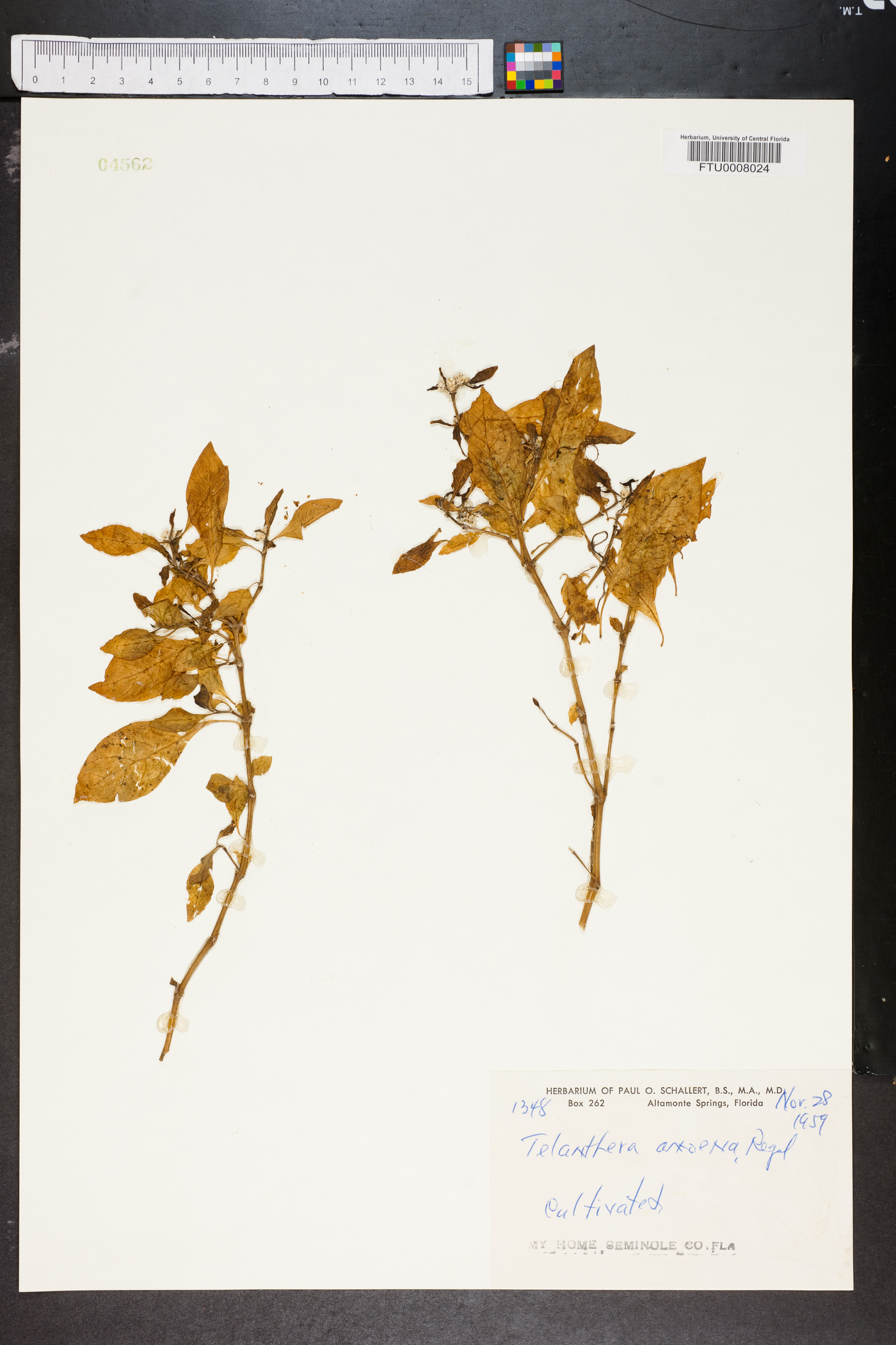 Alternanthera ficoidea image