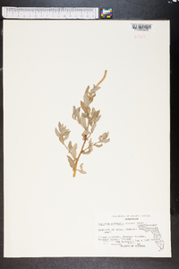 Atriplex pentandra image