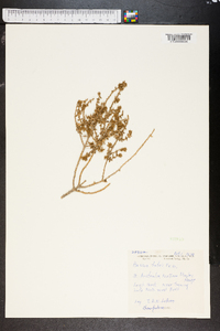 Media resource of Sclerolaena tatei