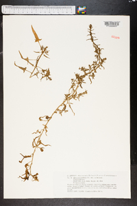 Beta procumbens image