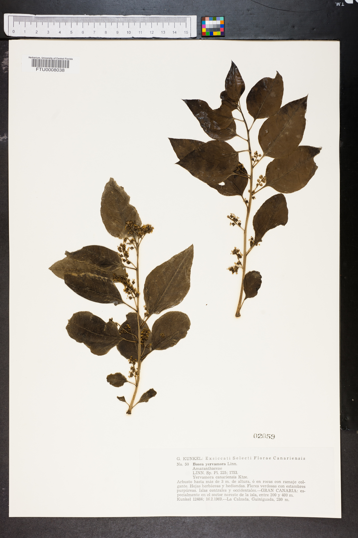 Bosea image