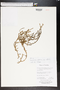 Sarcocornia natalensis image