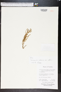 Sarcocornia natalensis image