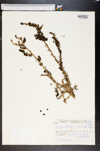 Maireana triptera image