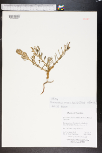 Mesembryanthemum arenosum image
