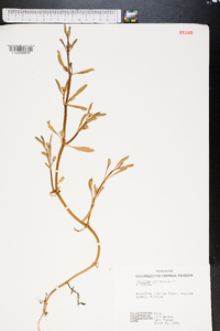 Sesuvium portulacastrum image