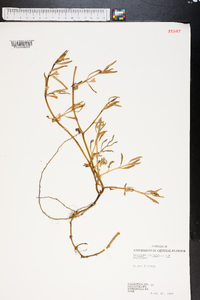 Sesuvium portulacastrum image