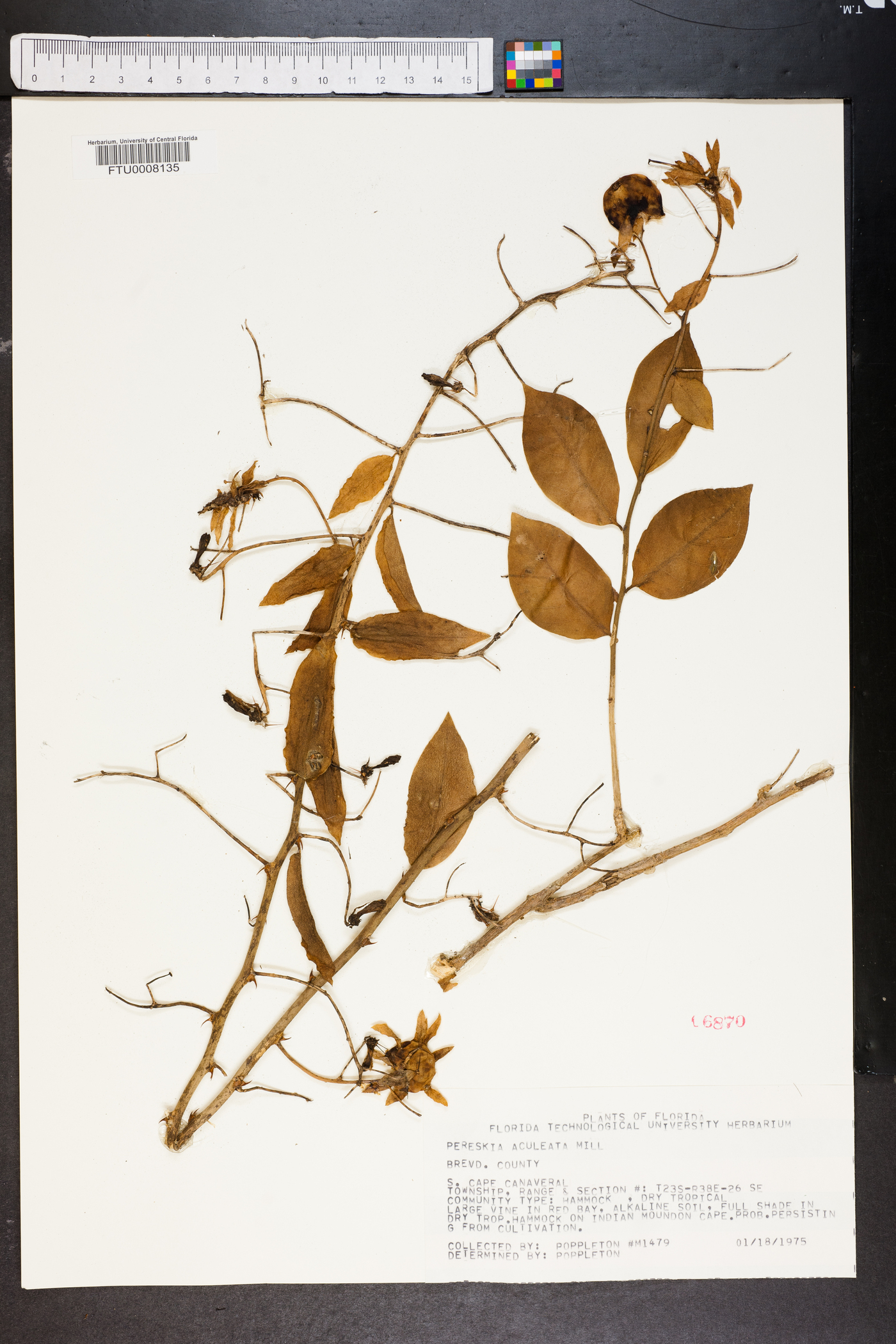 Pereskia aculeata image