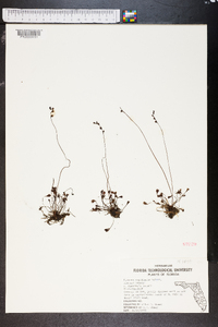 Drosera capillaris image