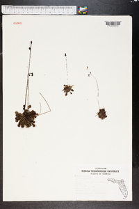 Drosera capillaris image