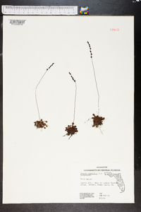 Drosera capillaris image