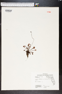 Drosera capillaris image