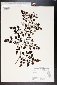 Ampelopsis arborea image