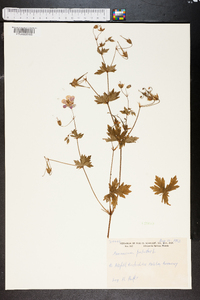 Geranium palustre image
