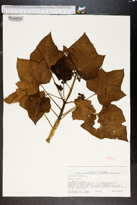 Jatropha curcas image