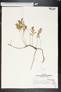 Phyllanthus abnormis image