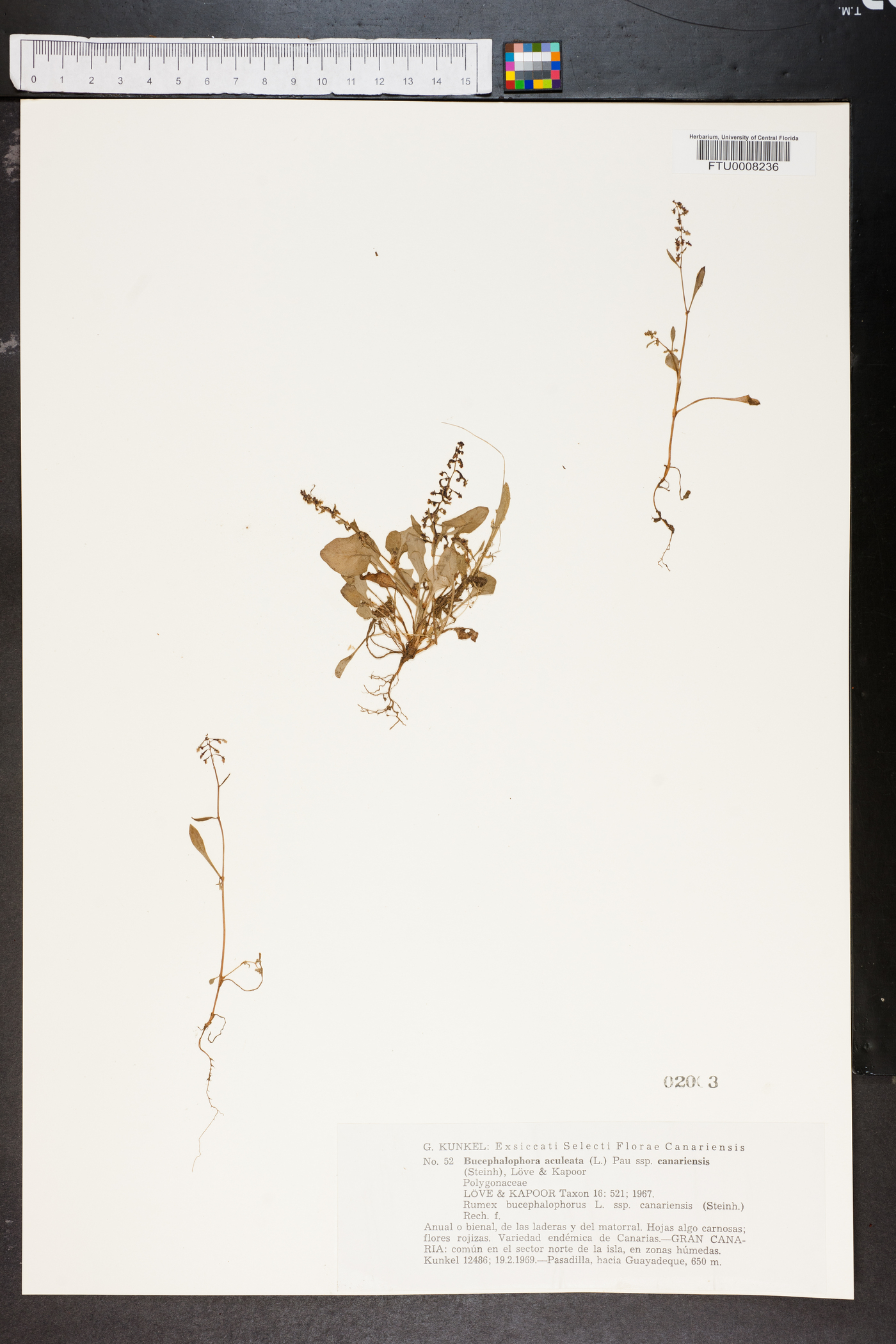 Rumex bucephalophorus image