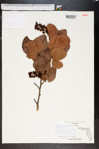 Coccoloba diversifolia image