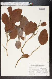 Coccoloba diversifolia image