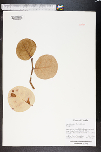 Coccoloba uvifera image