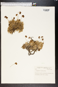 Eriogonum incanum image