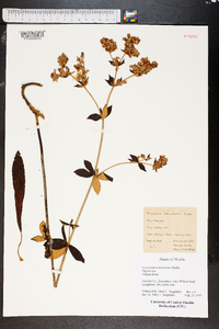 Eriogonum tomentosum image