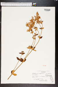 Eriogonum tomentosum image