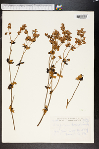 Eriogonum tomentosum image