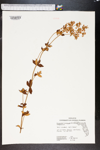 Eriogonum tomentosum image