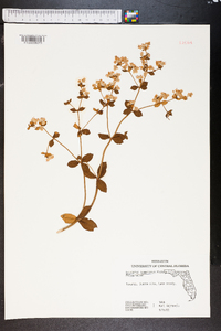 Eriogonum tomentosum image